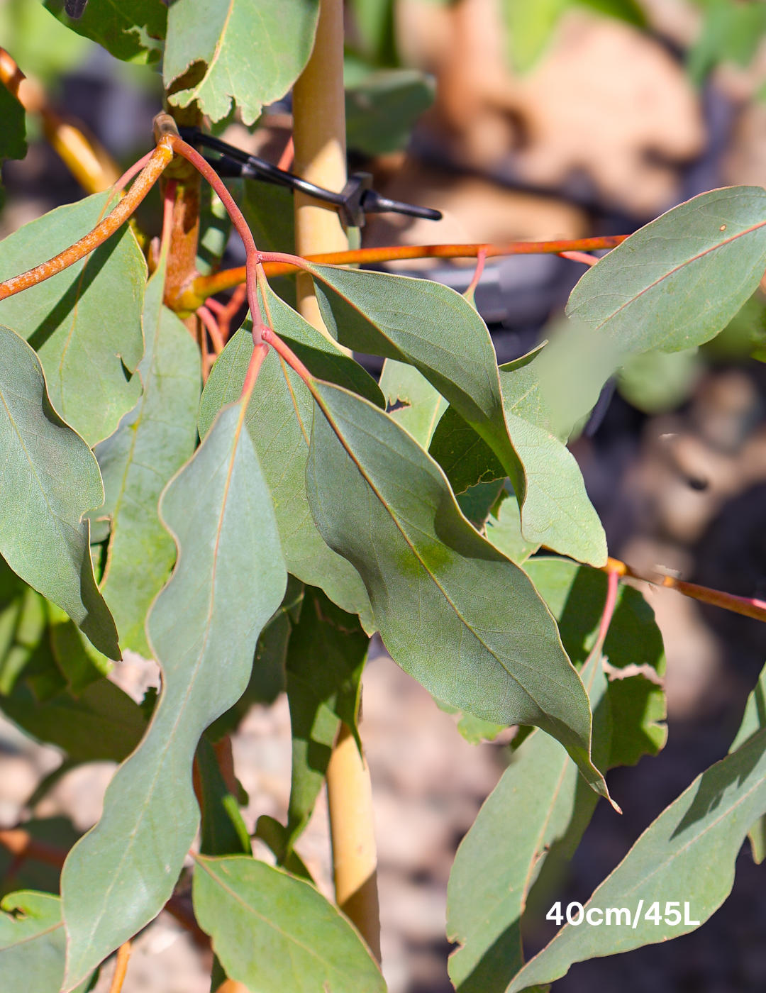 Eucalyptus ovata - Evergreen Trees Direct