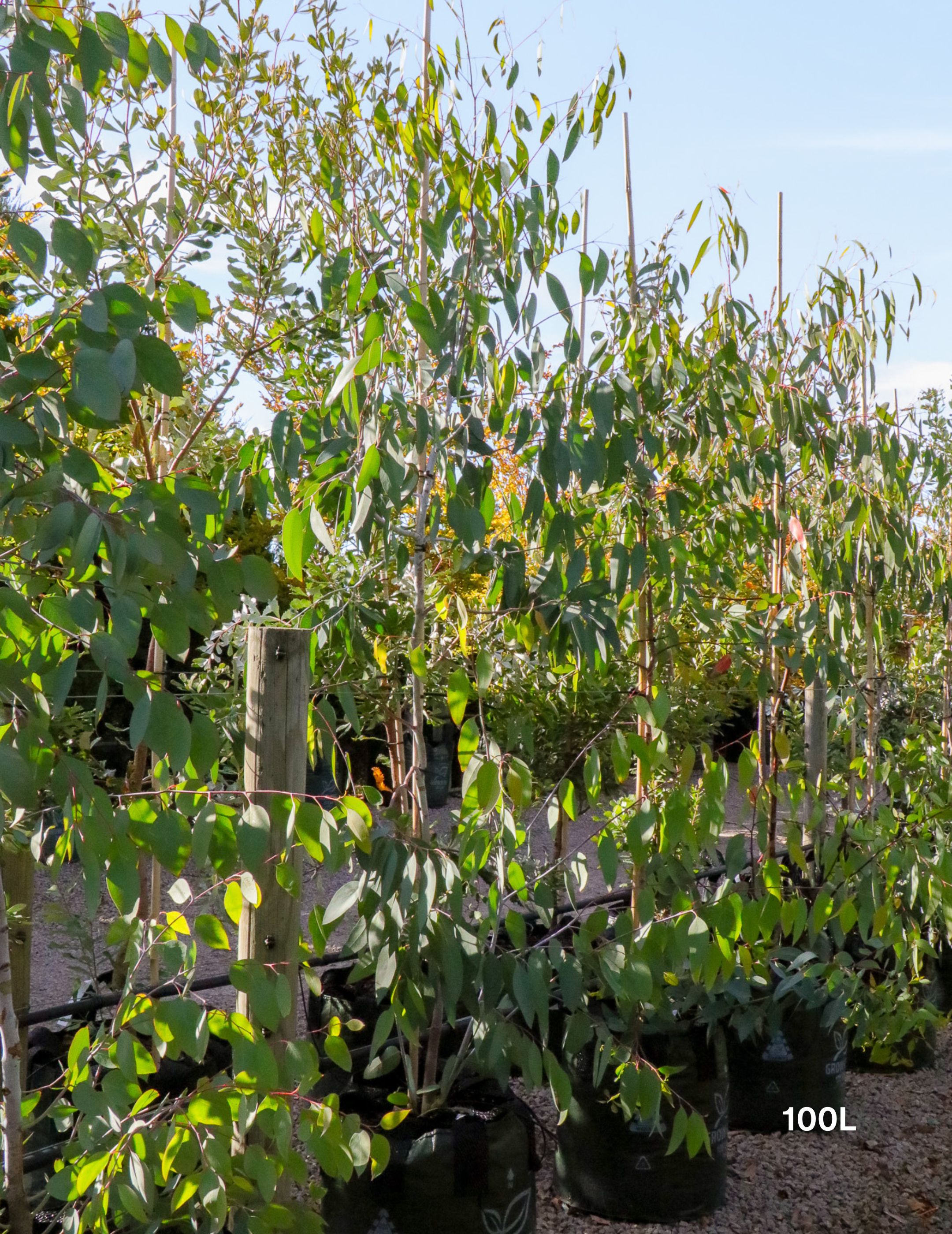 Eucalyptus pauciflora 'Little Snowman'