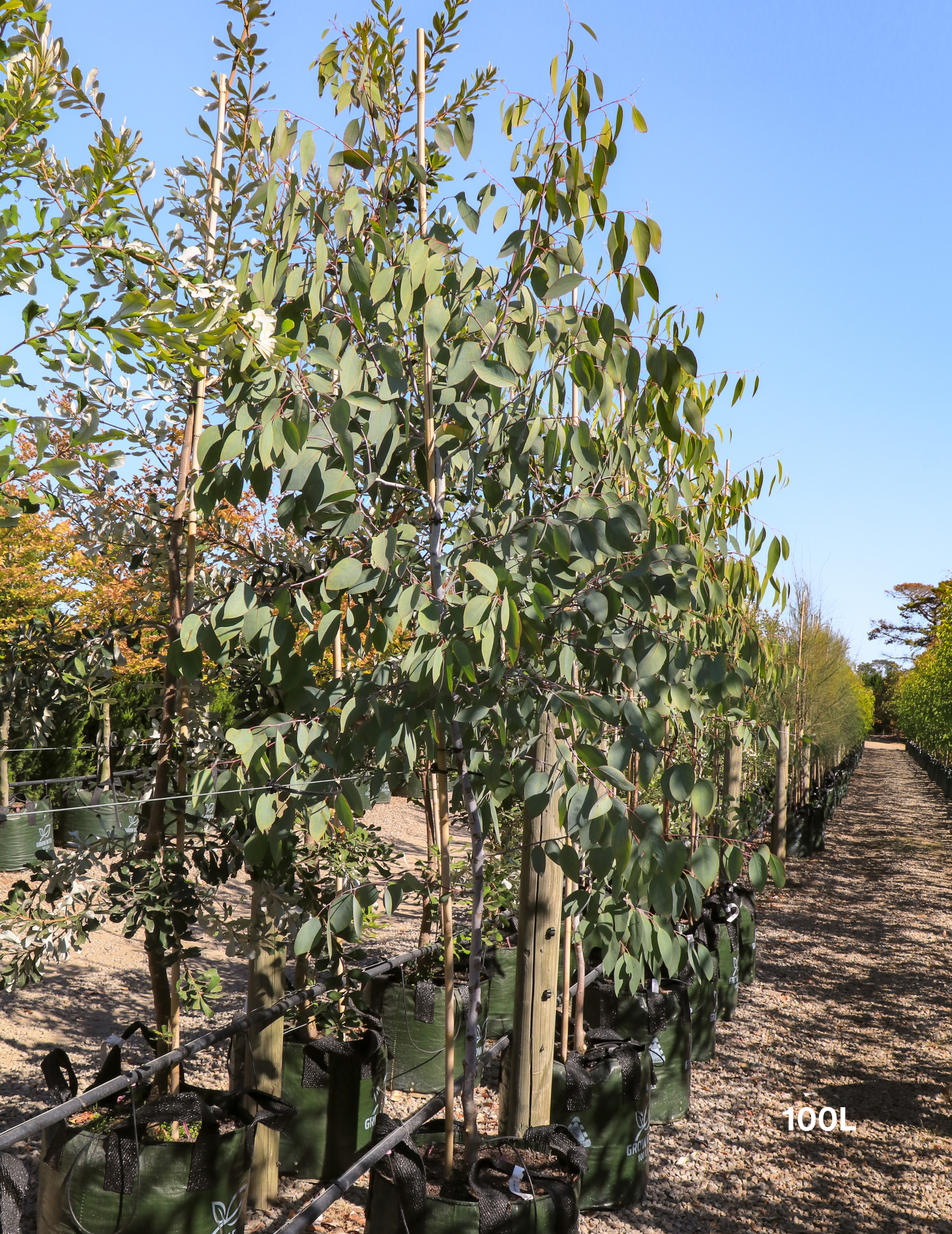 Eucalyptus pauciflora 'Little Snowman'