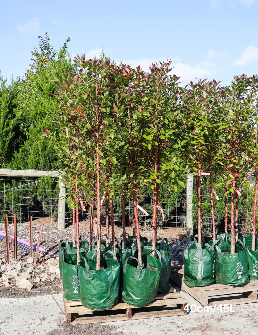 Eucalyptus robusta 'Matong' - Evergreen Trees Direct