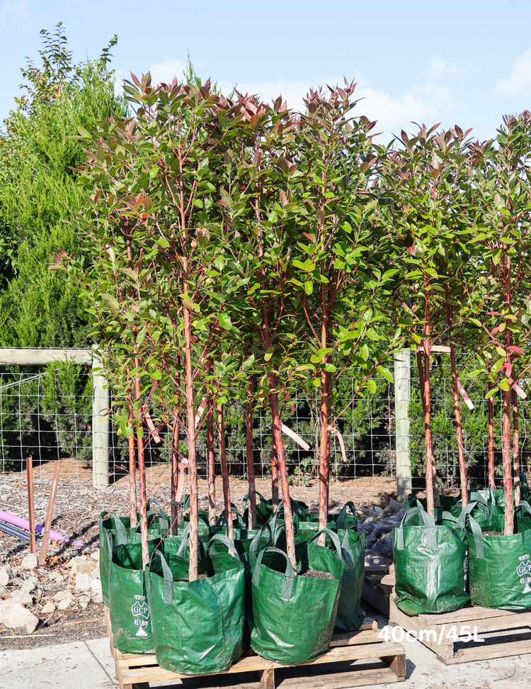 Eucalyptus robusta 'Matong' - Evergreen Trees Direct