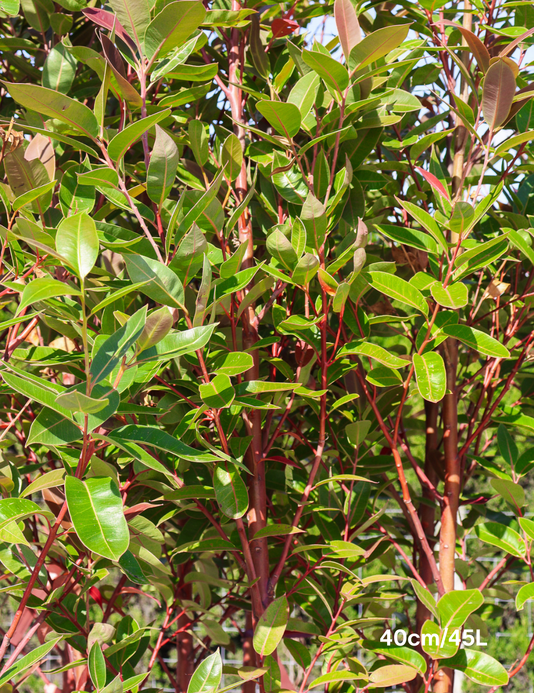 Eucalyptus robusta 'Matong' - Evergreen Trees Direct