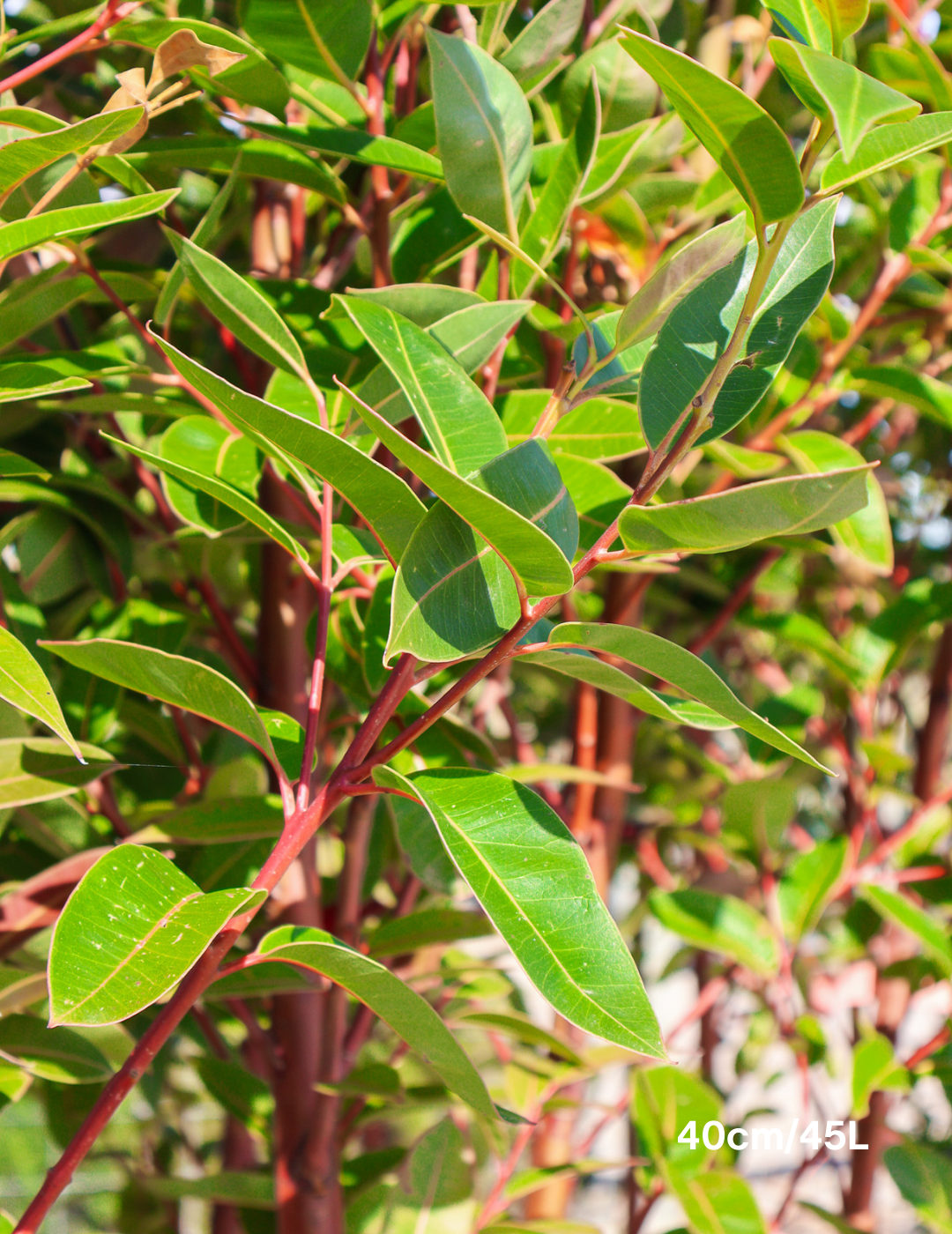 Eucalyptus robusta 'Matong'