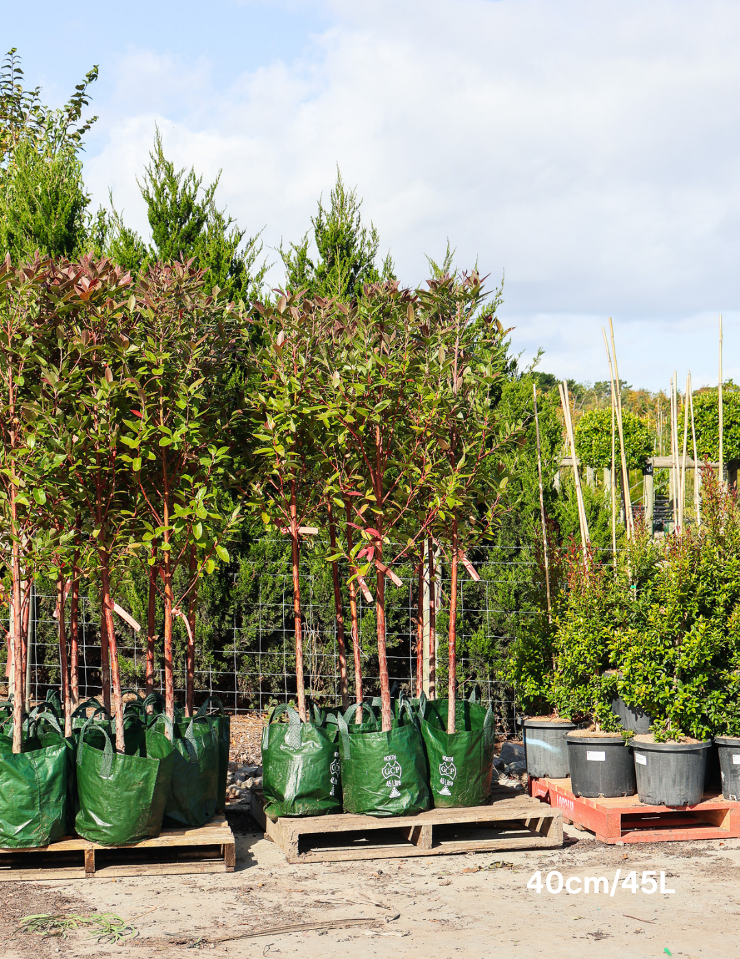 Eucalyptus robusta 'Matong' - Evergreen Trees Direct