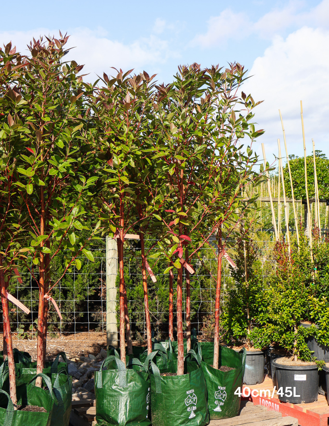 Eucalyptus robusta 'Matong' - Evergreen Trees Direct