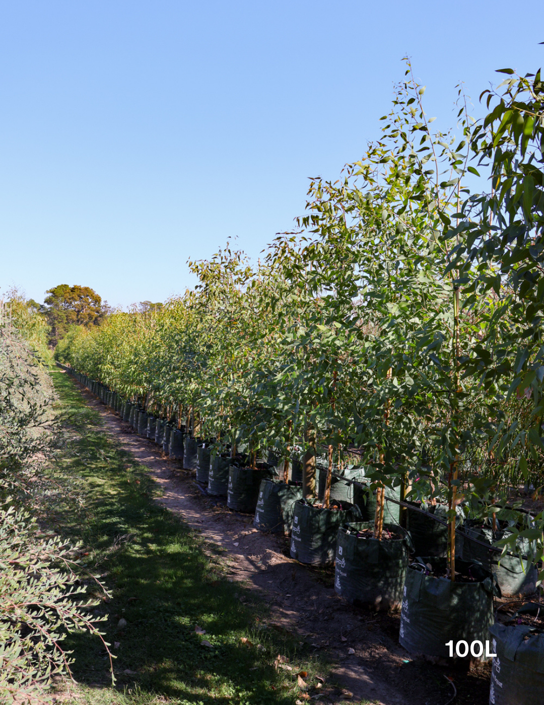 Eucalyptus sideroxylon 'Rosea' - Evergreen Trees Direct