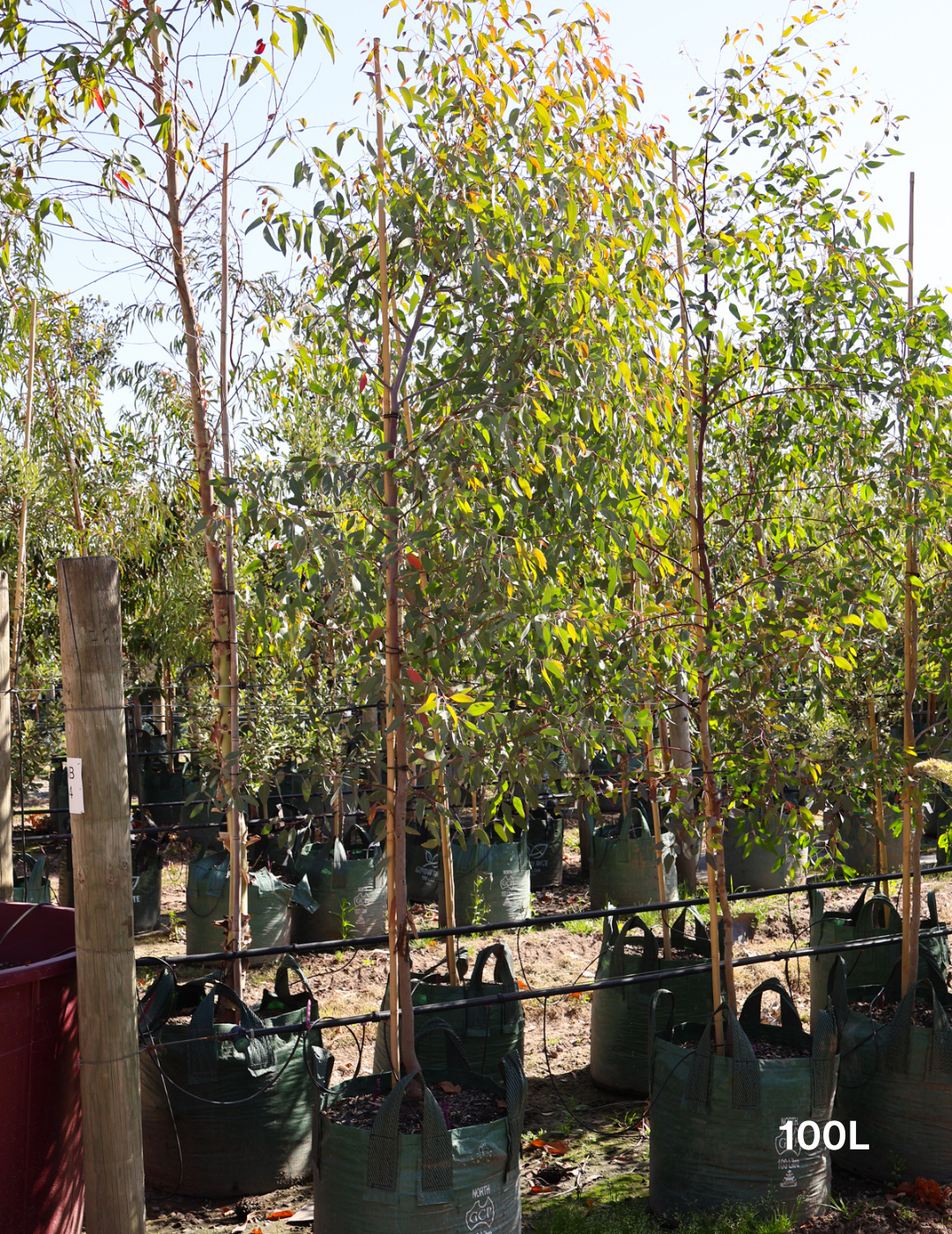 Eucalyptus sideroxylon 'Rosea' - Evergreen Trees Direct