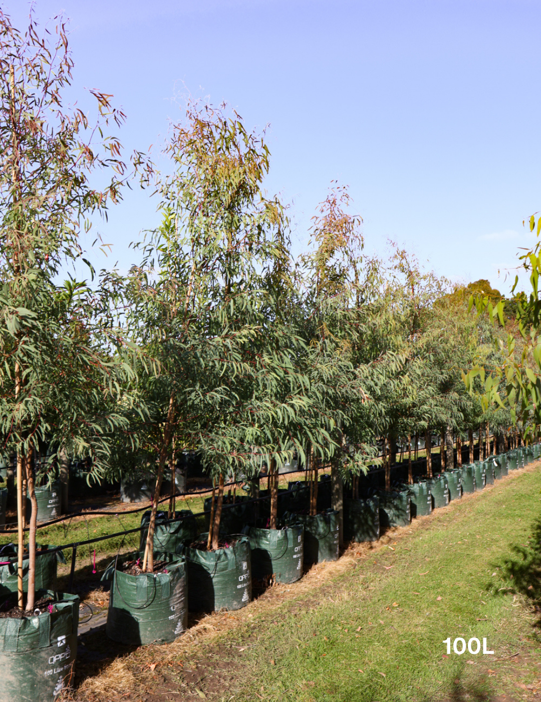 Eucalyptus sideroxylon 'Rosea' - Evergreen Trees Direct