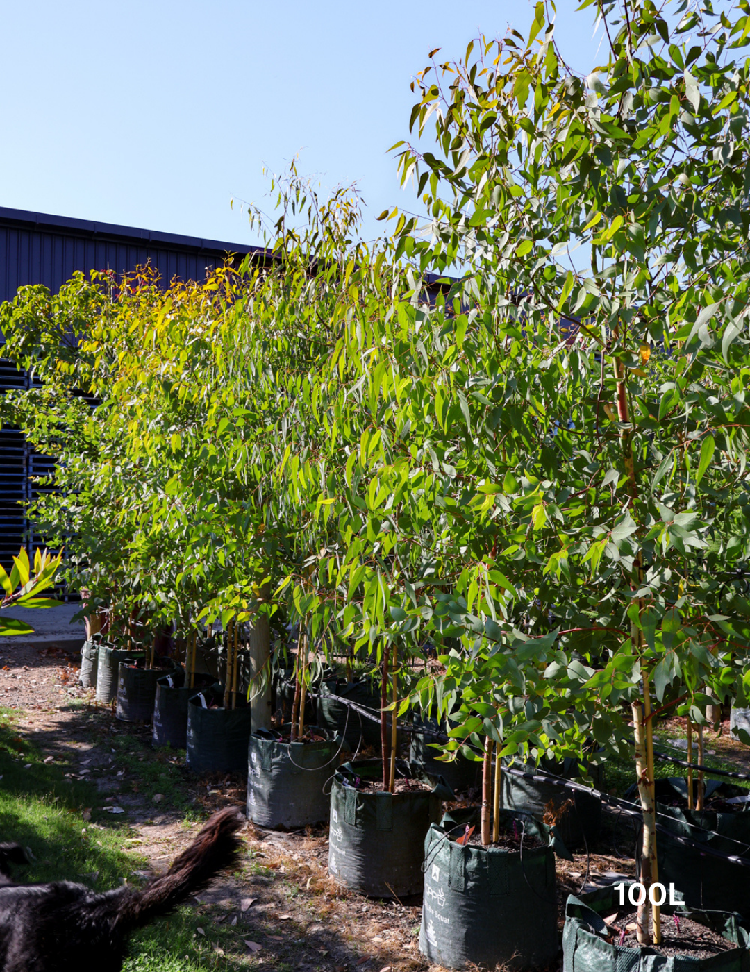 Eucalyptus sideroxylon 'Rosea' - Evergreen Trees Direct