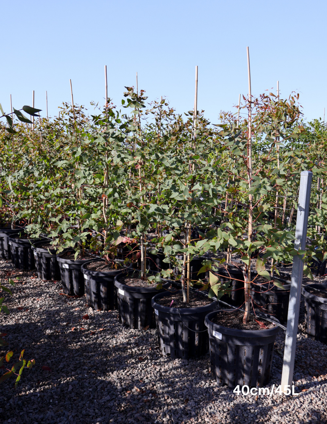 Eucalyptus sideroxylon 'Rosea' - Evergreen Trees Direct