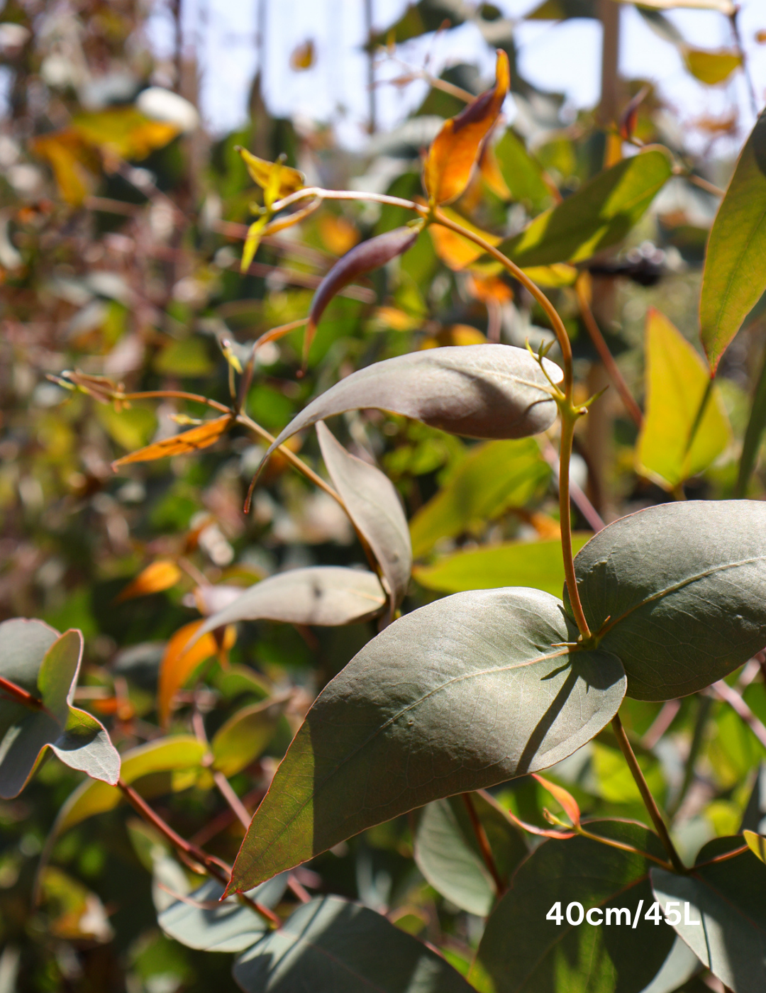 Eucalyptus sideroxylon 'Rosea' - Evergreen Trees Direct