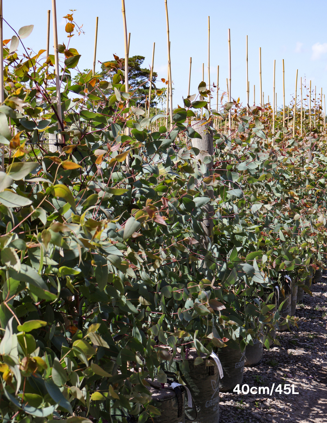 Eucalyptus sideroxylon 'Rosea' - Evergreen Trees Direct