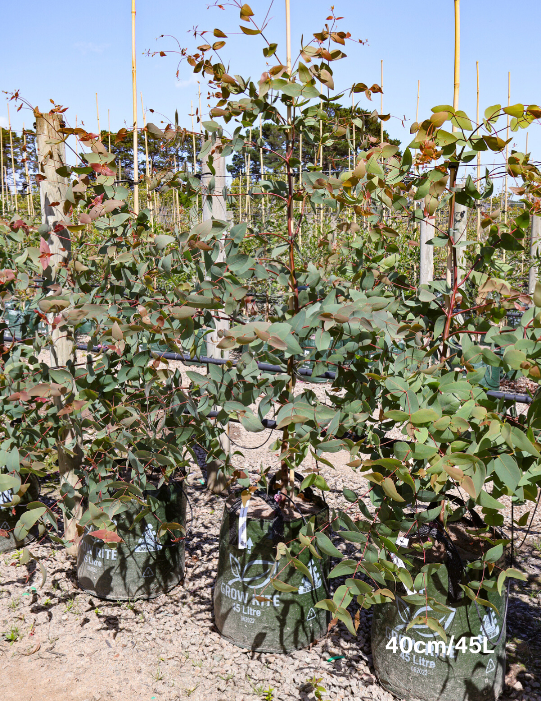 Eucalyptus sideroxylon 'Rosea' - Evergreen Trees Direct