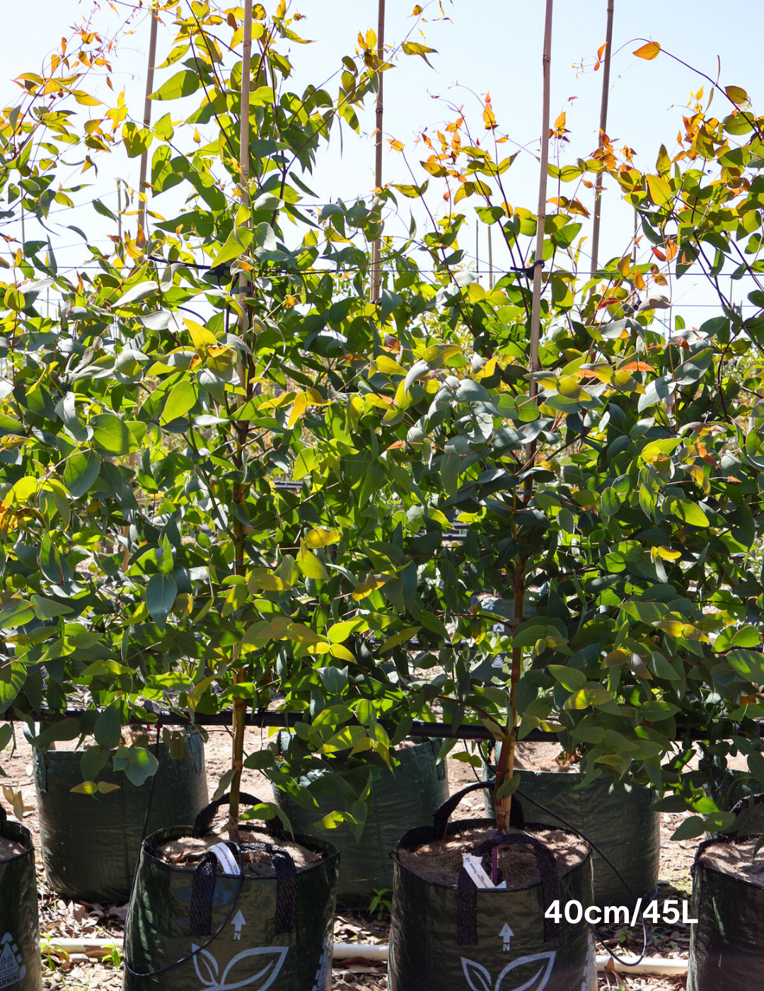 Eucalyptus sideroxylon 'Rosea' - Evergreen Trees Direct