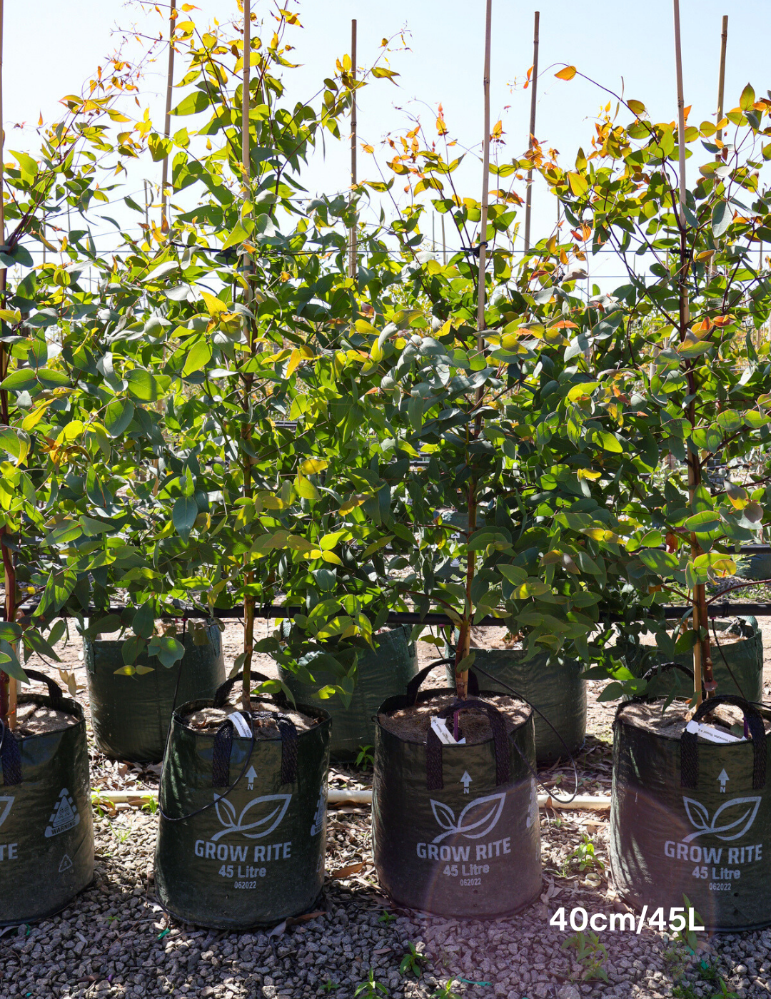 Eucalyptus sideroxylon 'Rosea' - Evergreen Trees Direct