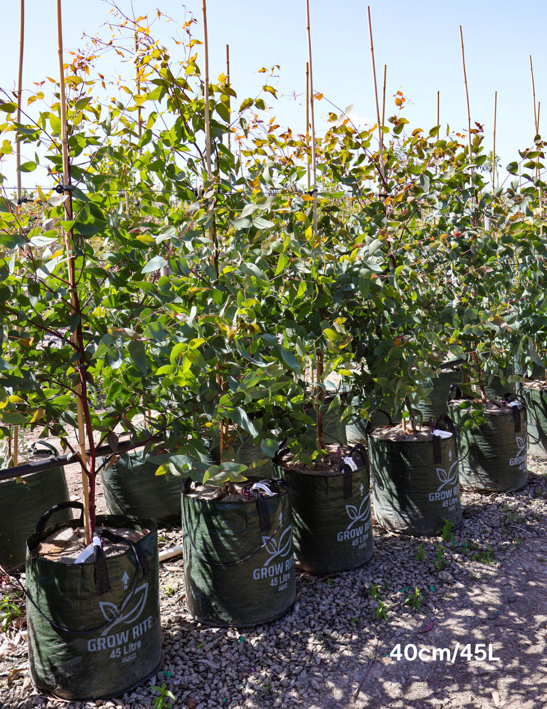 Eucalyptus sideroxylon 'Rosea' - Evergreen Trees Direct