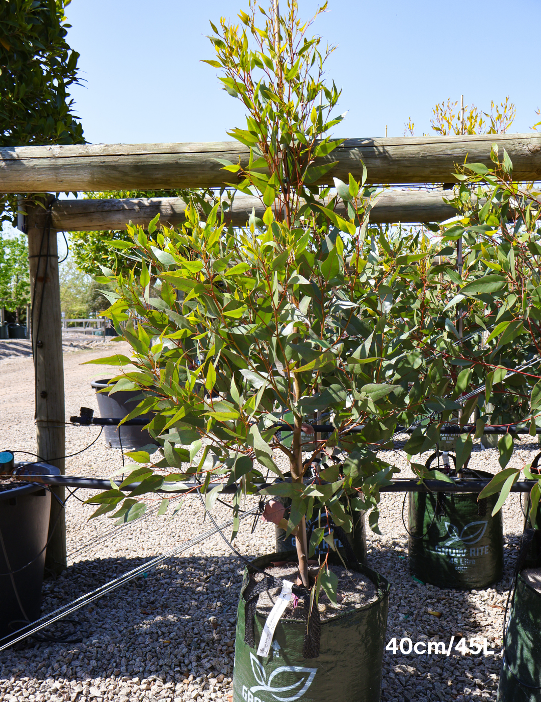 Eucalyptus viminalis - Evergreen Trees Direct