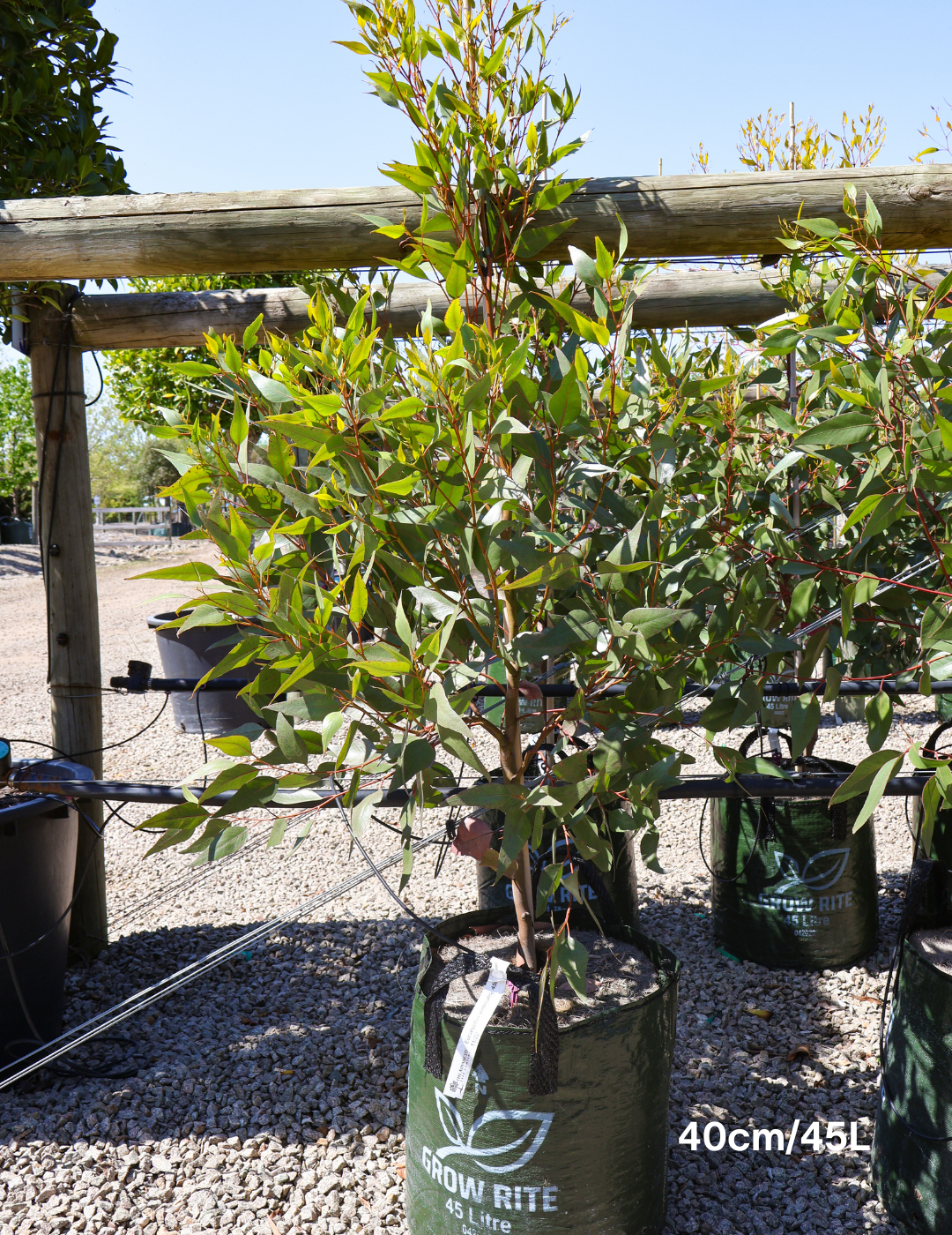 Eucalyptus viminalis - Evergreen Trees Direct