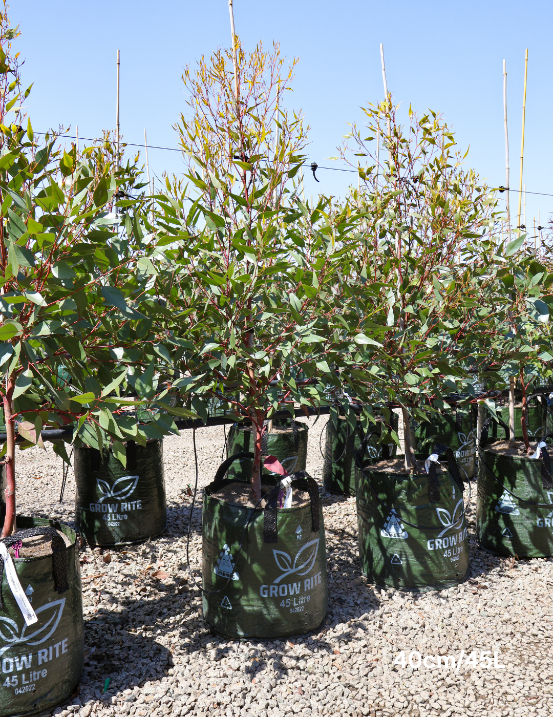 Eucalyptus viminalis - Evergreen Trees Direct