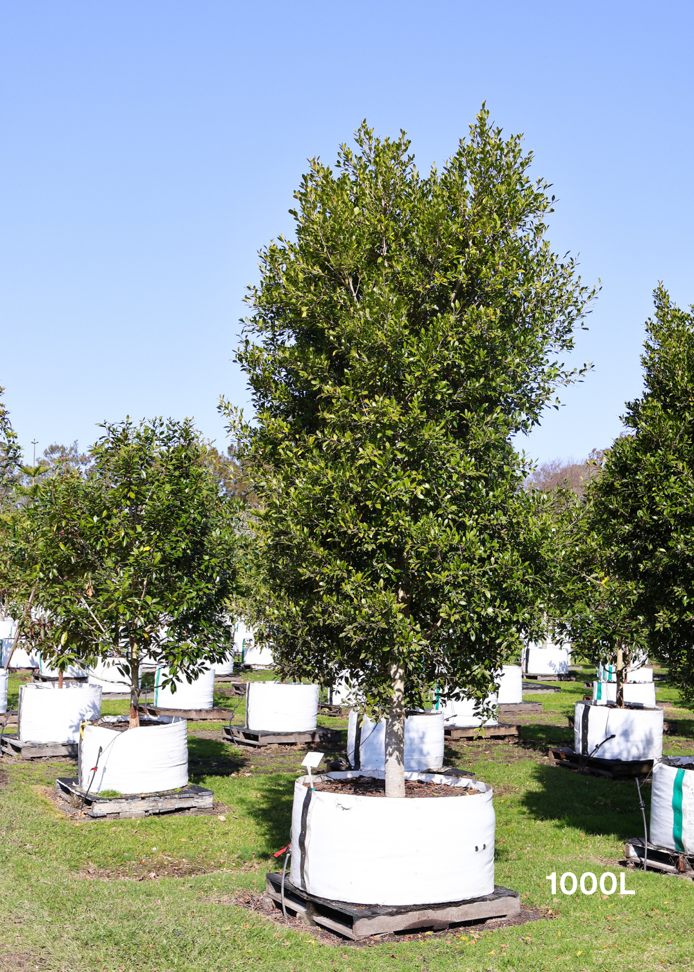 Ficus microcarpa hillii - Evergreen Trees Direct