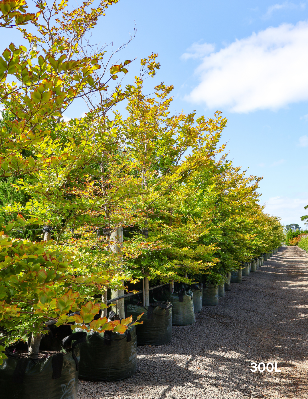 Fagus sylvatica - Evergreen Trees Direct