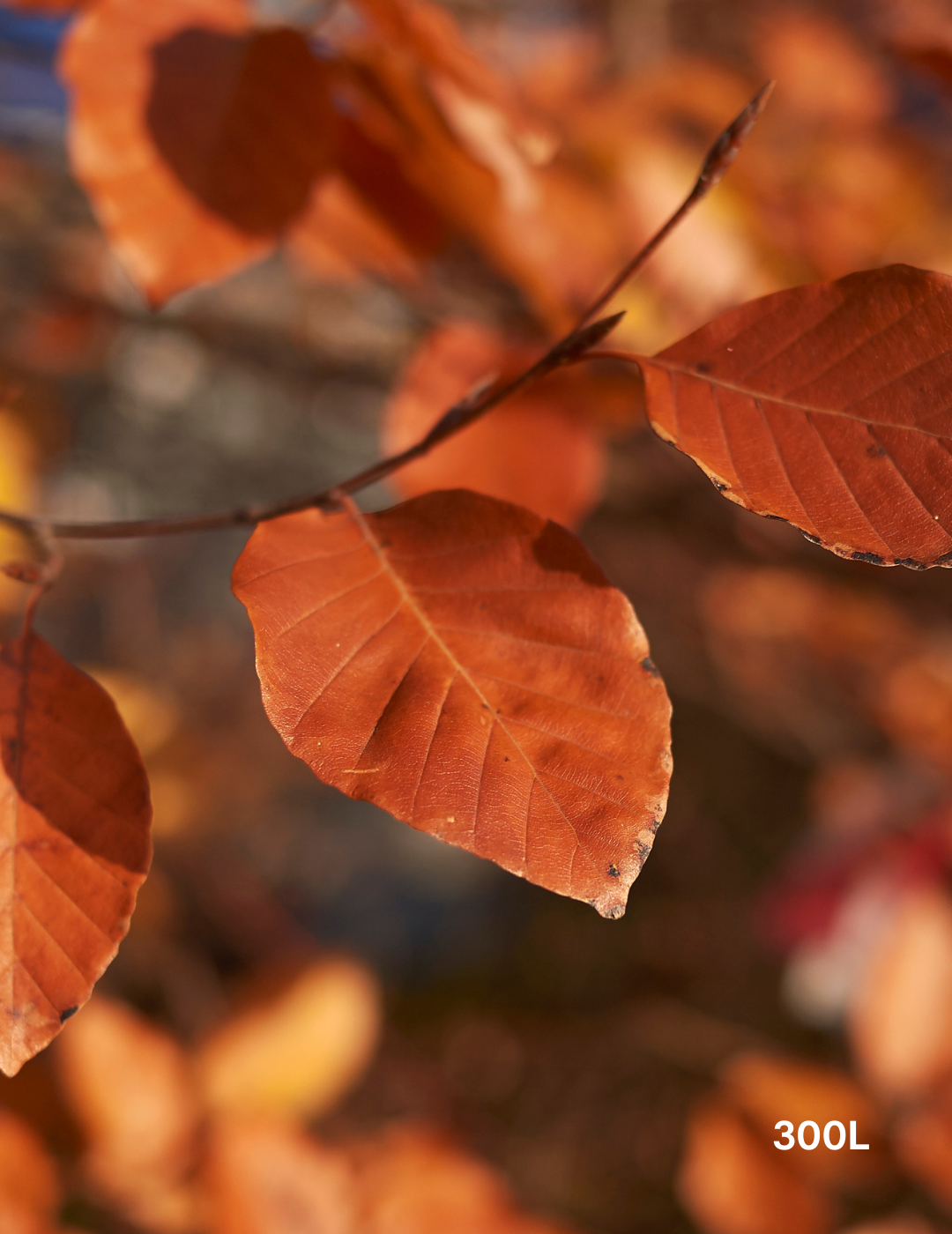 Fagus sylvatica - Evergreen Trees Direct