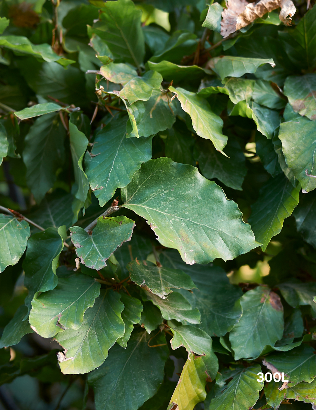 Fagus sylvatica - Evergreen Trees Direct