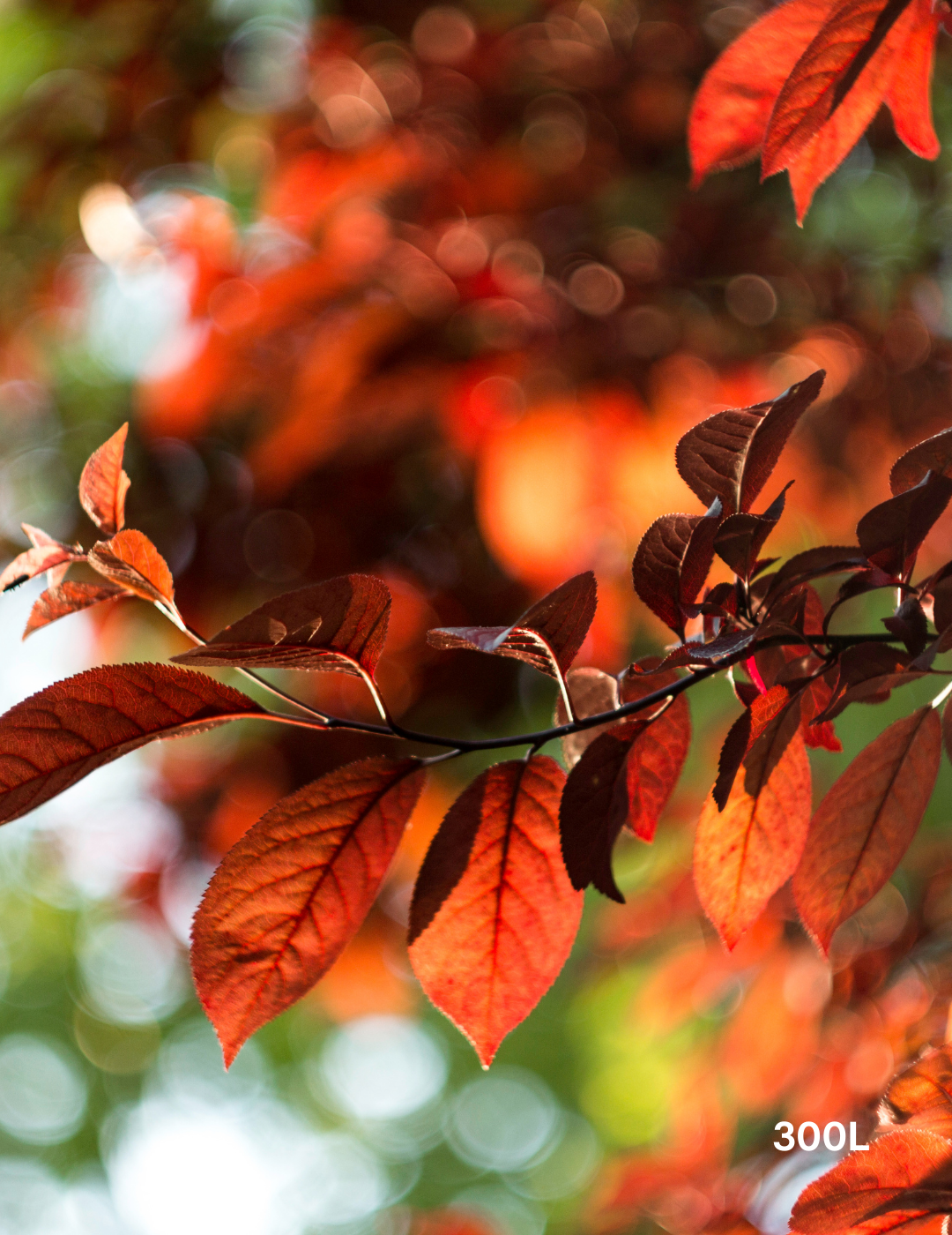 Fagus sylvatica - Evergreen Trees Direct