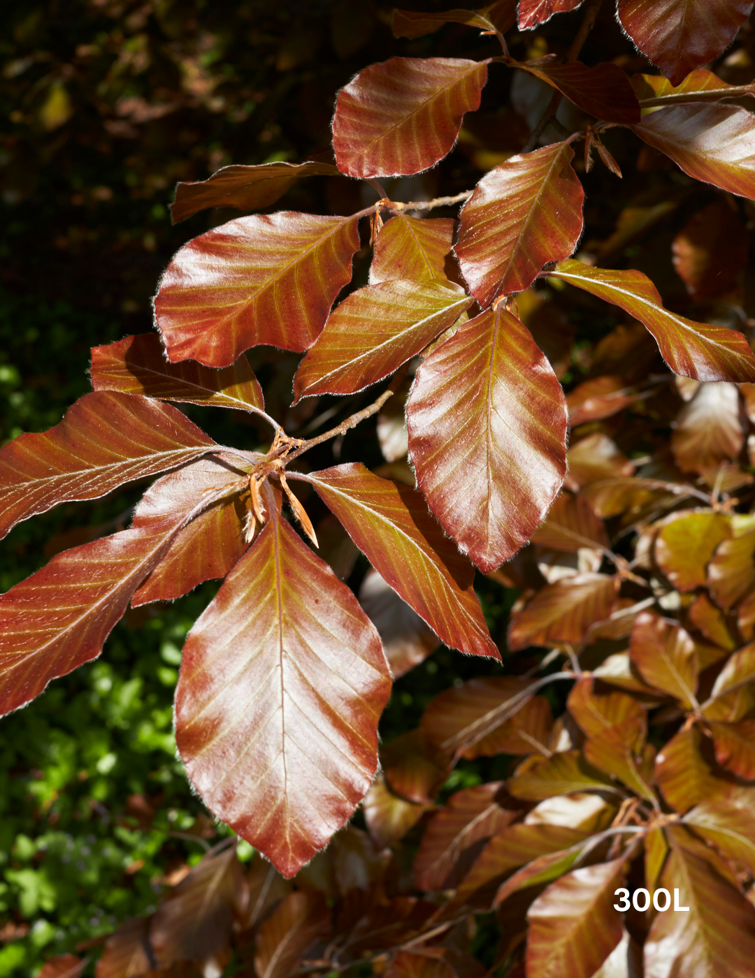 Fagus sylvatica - Evergreen Trees Direct