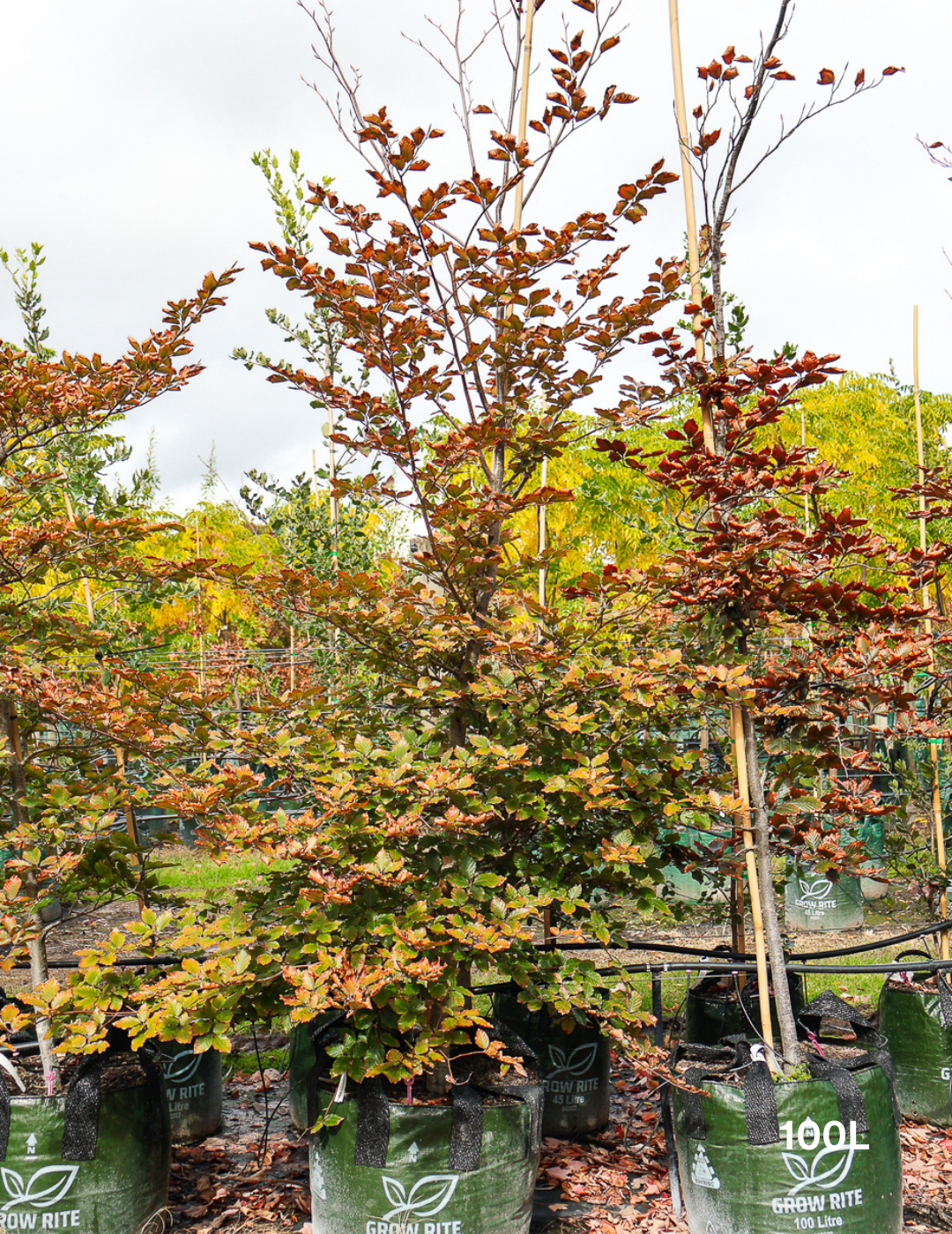 Fagus sylvatica - Evergreen Trees Direct