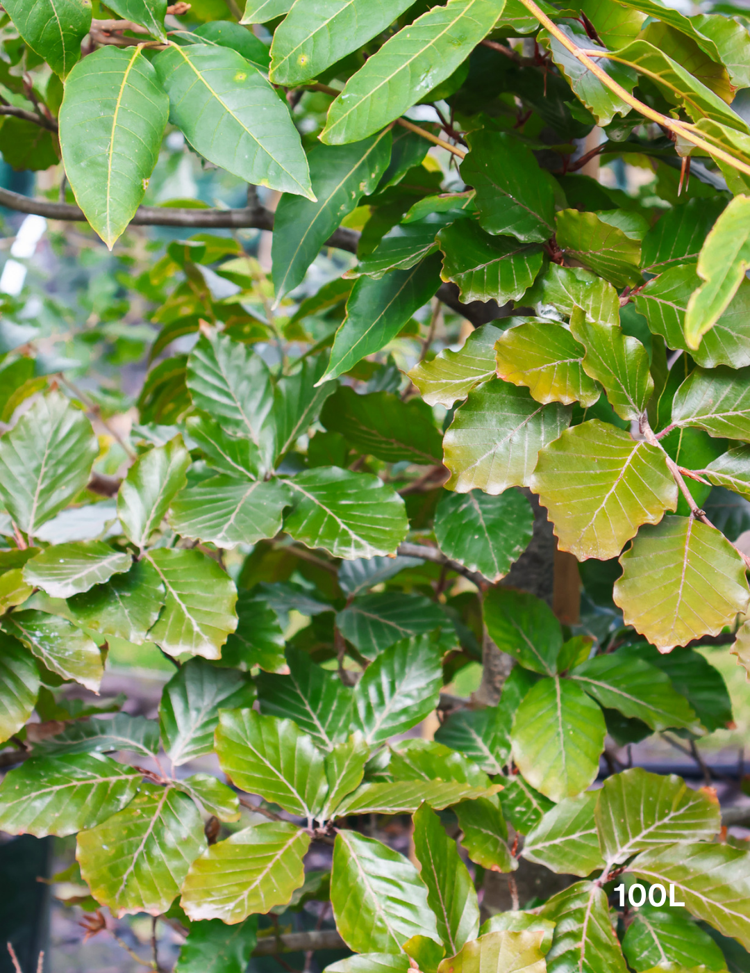 Fagus sylvatica - Evergreen Trees Direct