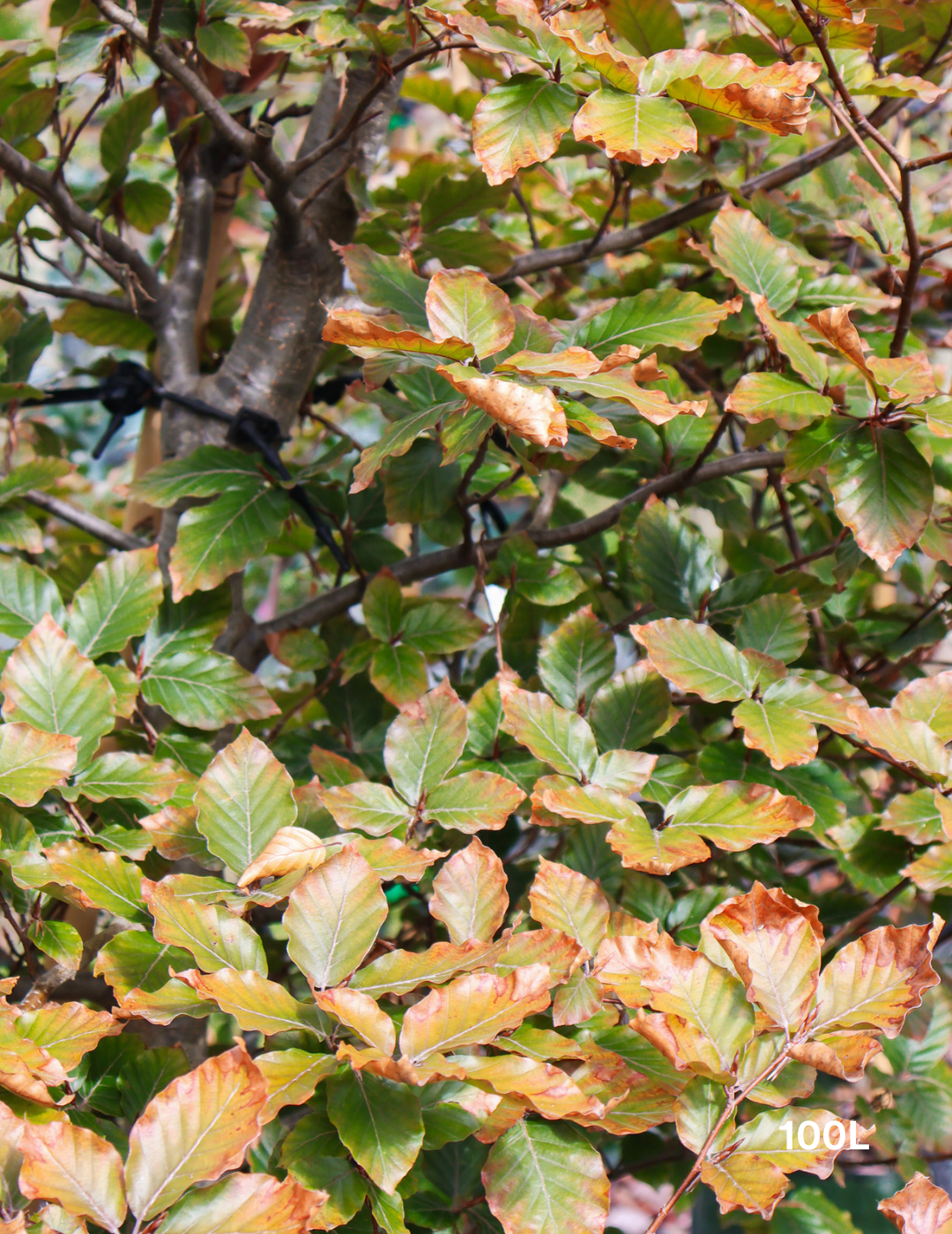 Fagus sylvatica - Evergreen Trees Direct