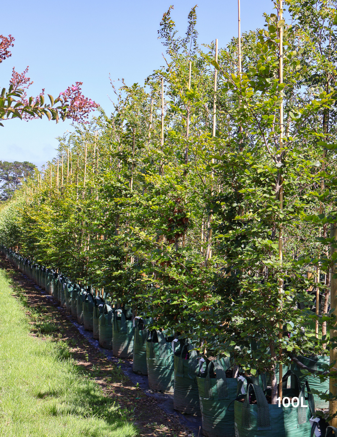 Fagus sylvatica - Evergreen Trees Direct