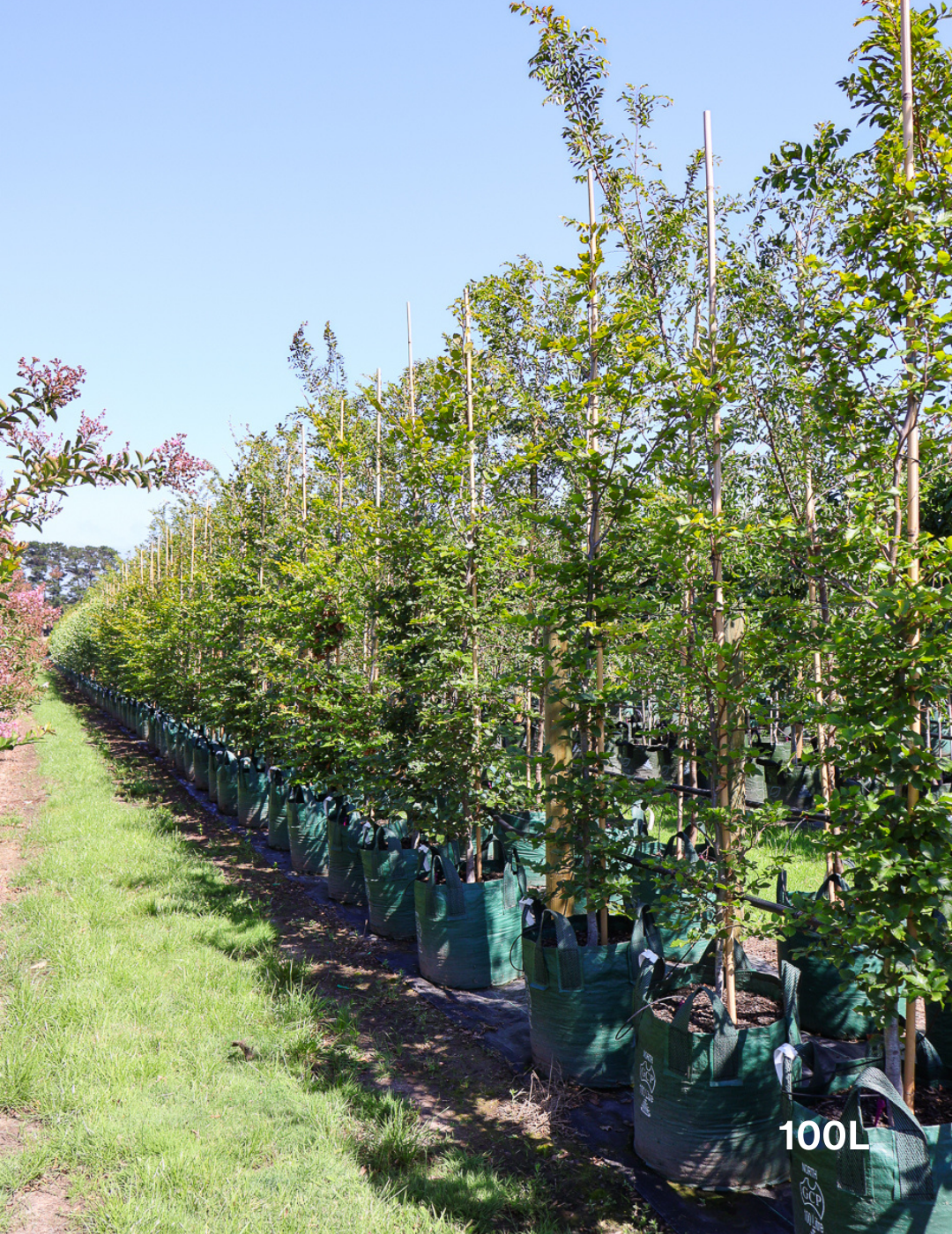 Fagus sylvatica - Evergreen Trees Direct