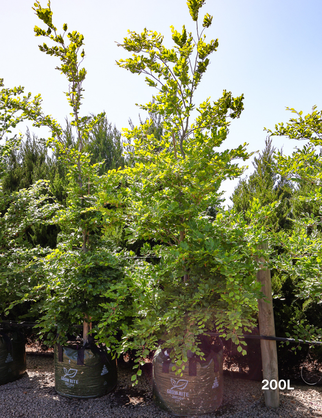 Fagus sylvatica - Evergreen Trees Direct