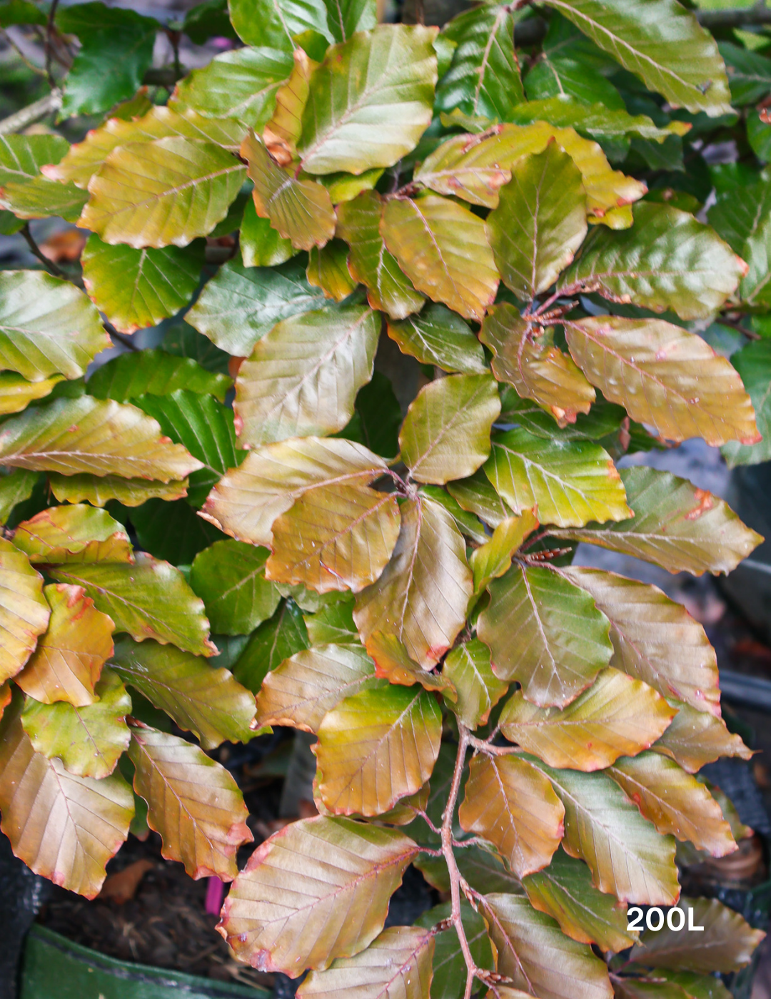 Fagus sylvatica - Evergreen Trees Direct