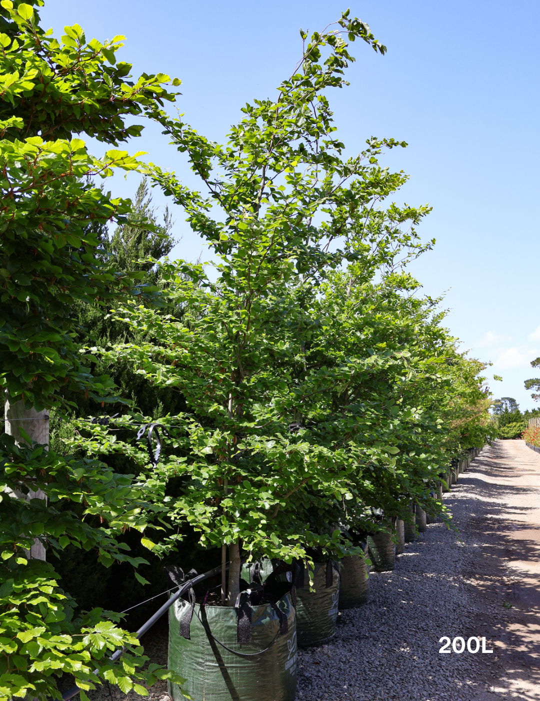 Fagus sylvatica - Evergreen Trees Direct