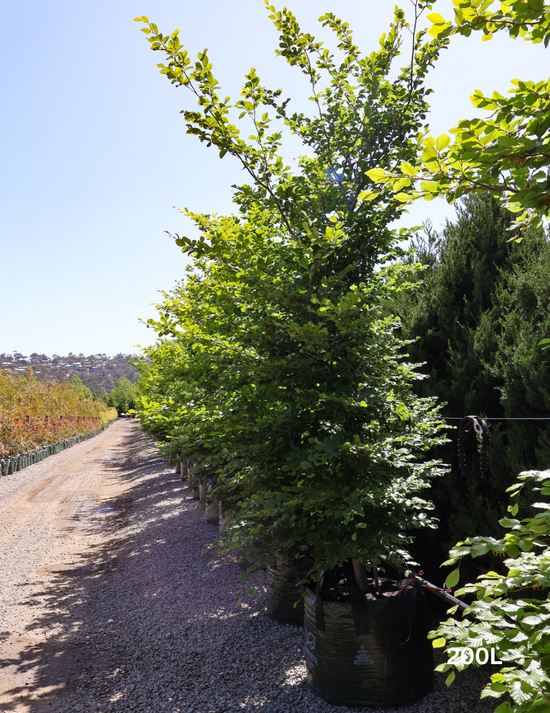 Fagus sylvatica - Evergreen Trees Direct