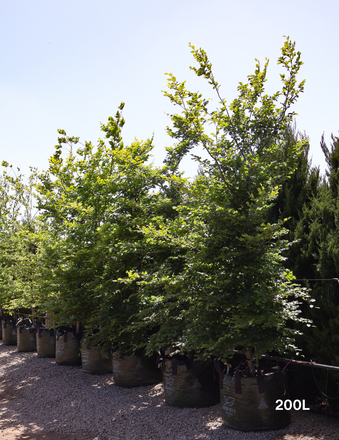 Fagus sylvatica - Evergreen Trees Direct