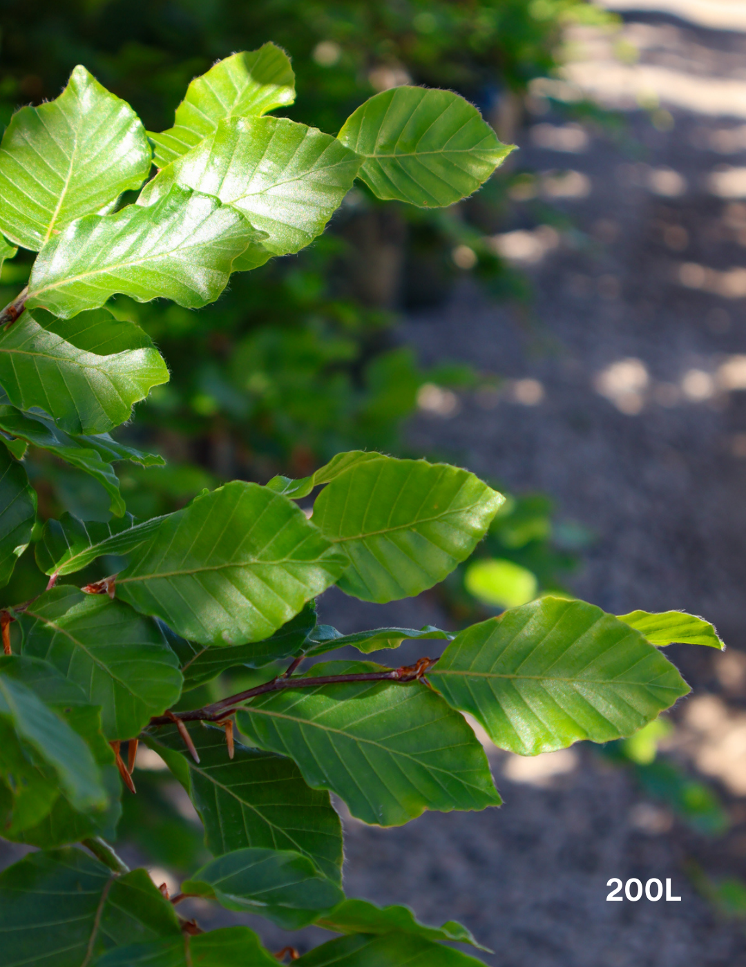 Fagus sylvatica - Evergreen Trees Direct