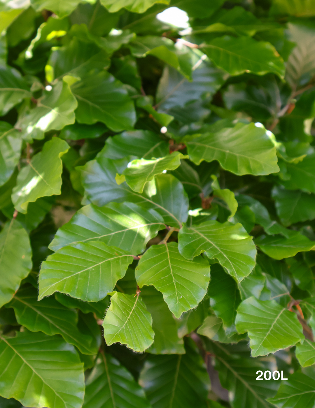 Fagus sylvatica - Evergreen Trees Direct