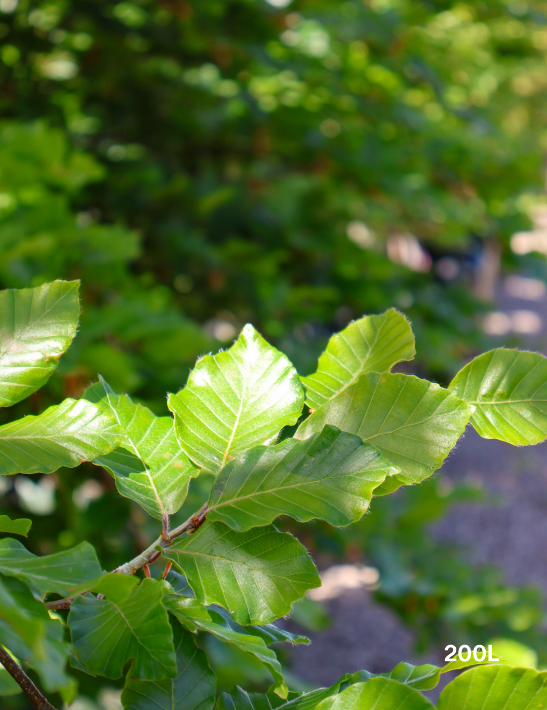 Fagus sylvatica - Evergreen Trees Direct