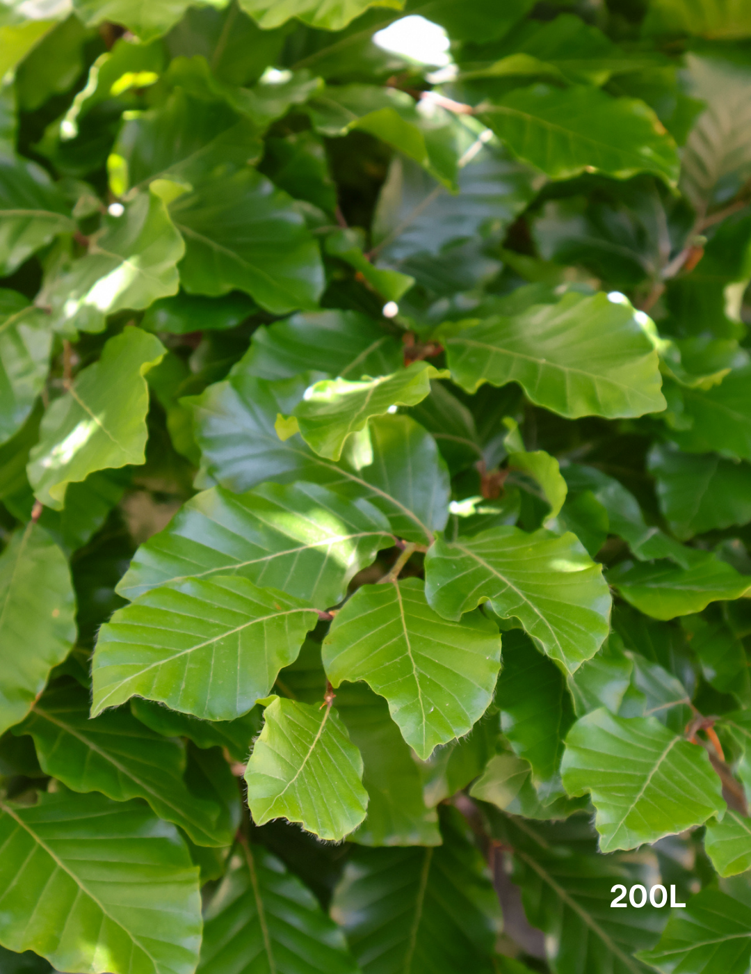 Fagus sylvatica - Evergreen Trees Direct