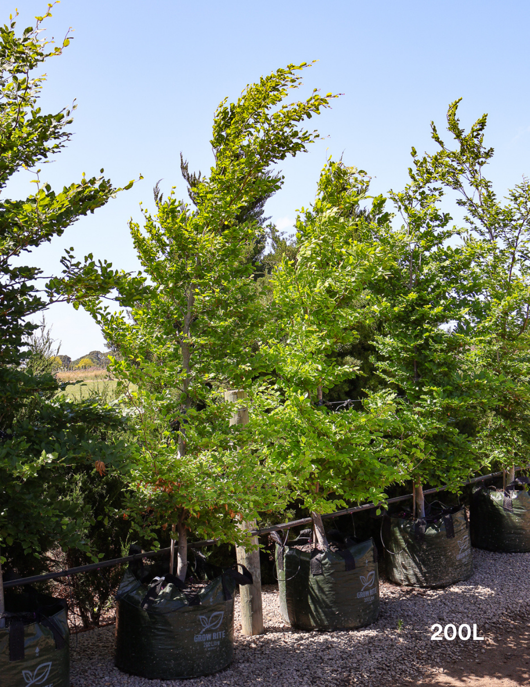 Fagus sylvatica - Evergreen Trees Direct