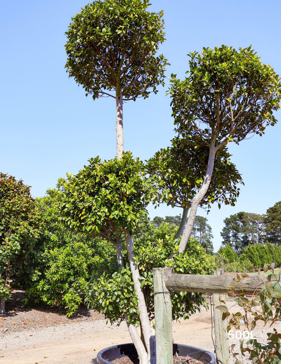 Ficus Cloud - Evergreen Trees Direct