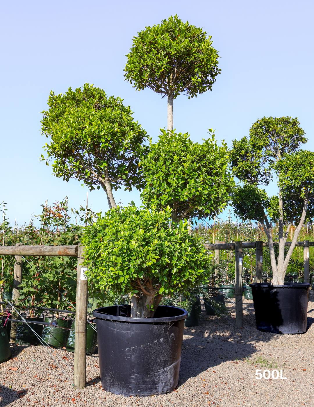 Ficus Cloud - Evergreen Trees Direct