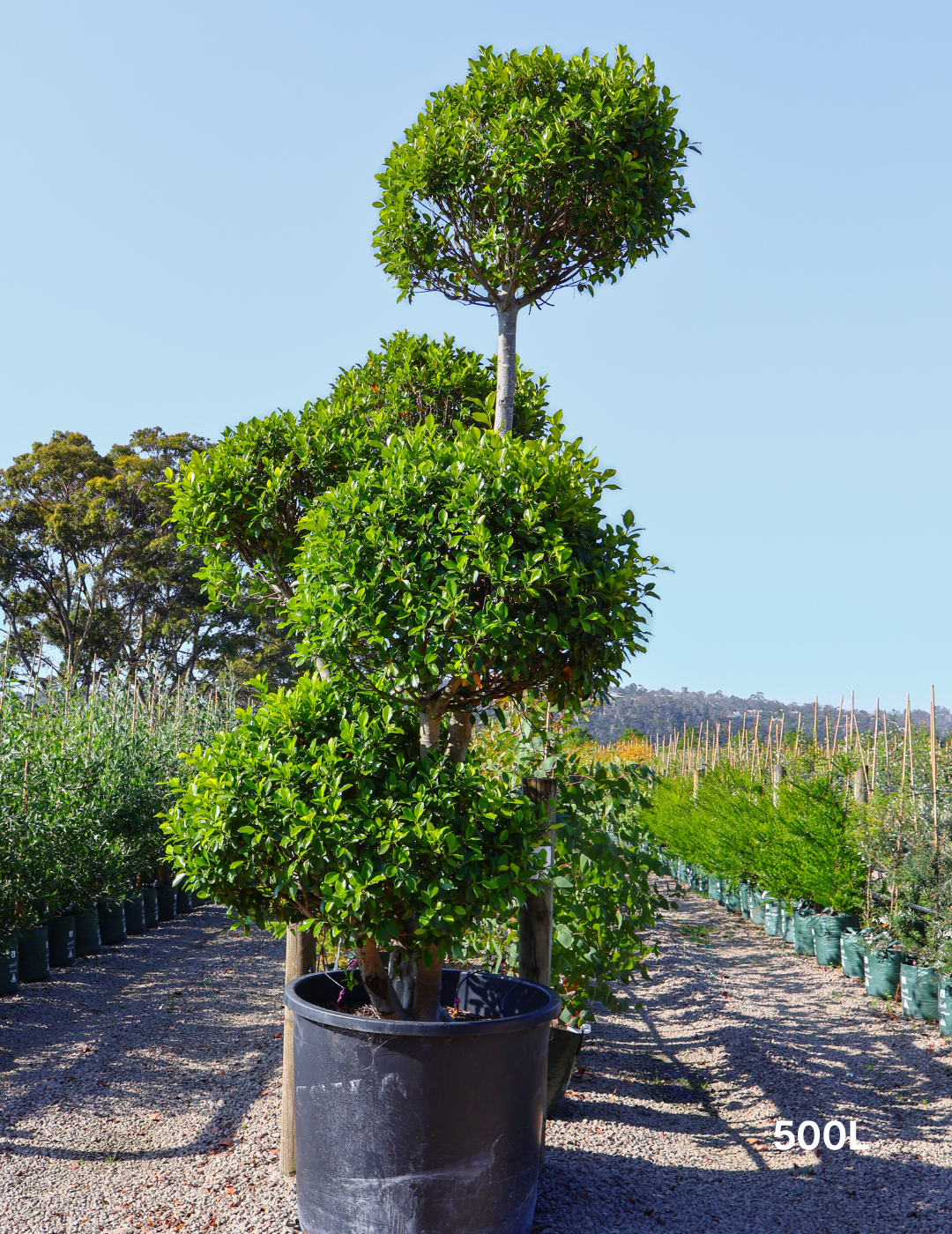 Ficus Cloud - Evergreen Trees Direct