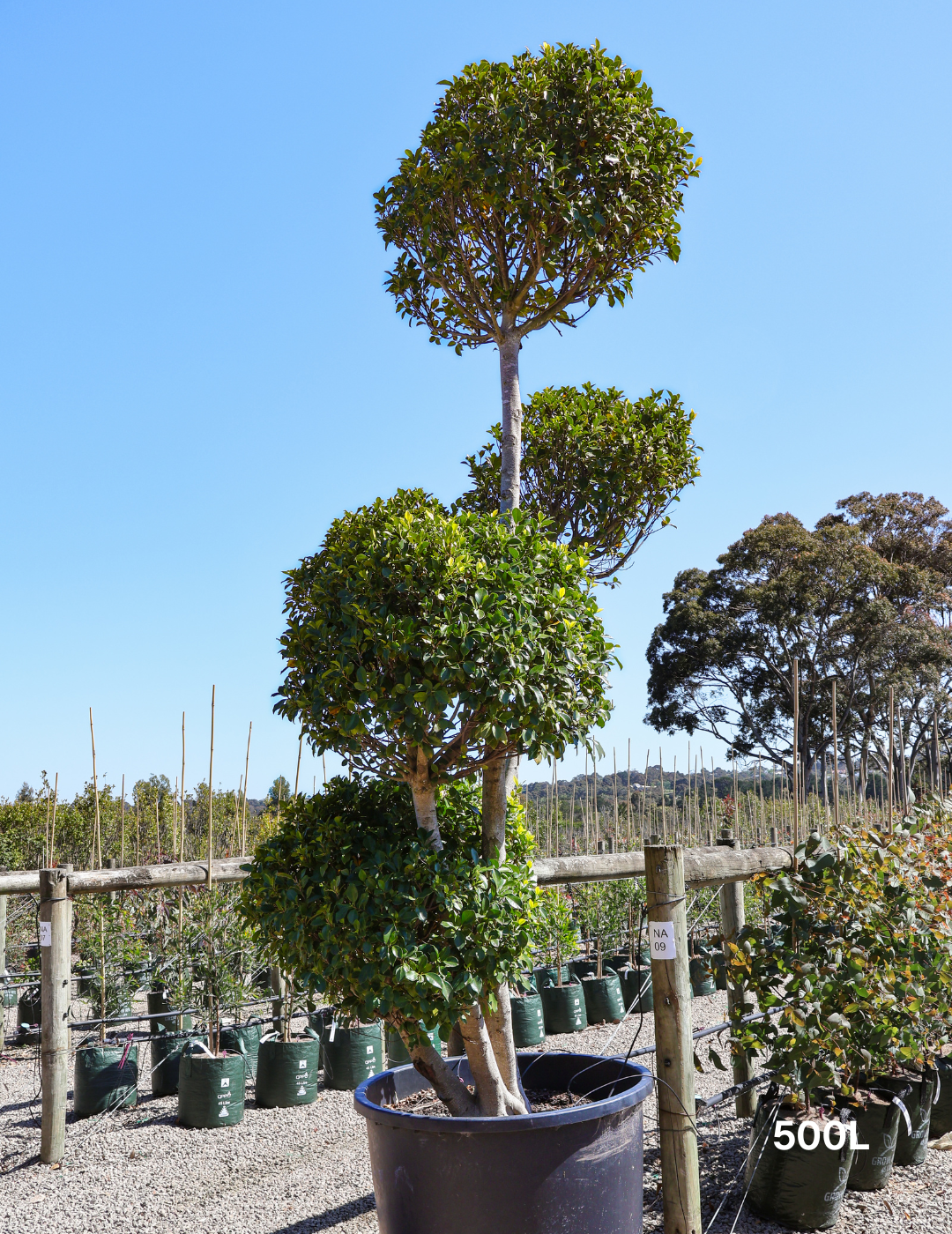 Ficus Cloud - Evergreen Trees Direct