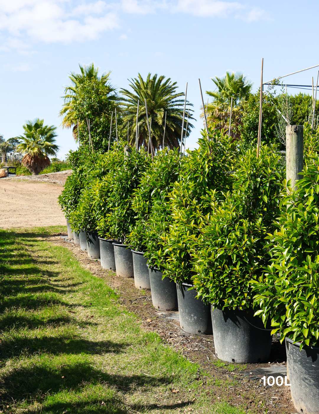 Ficus obliqua 'Figaro' - Evergreen Trees Direct