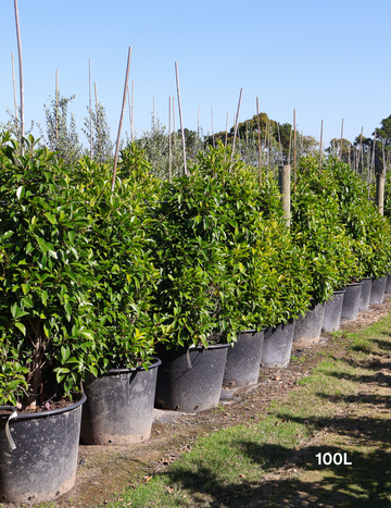 Ficus Variety - Evergreen Trees Direct